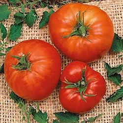 Eden Brothers Tomato Seeds - Marglobe Non-GMO Seeds