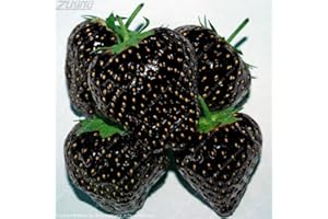 100 Pcs Rare Black Strawberry Exotic Juicy Tasty Edible Fruit Wild Organic Seed Plants Stand Seed : Seeds in The Packet