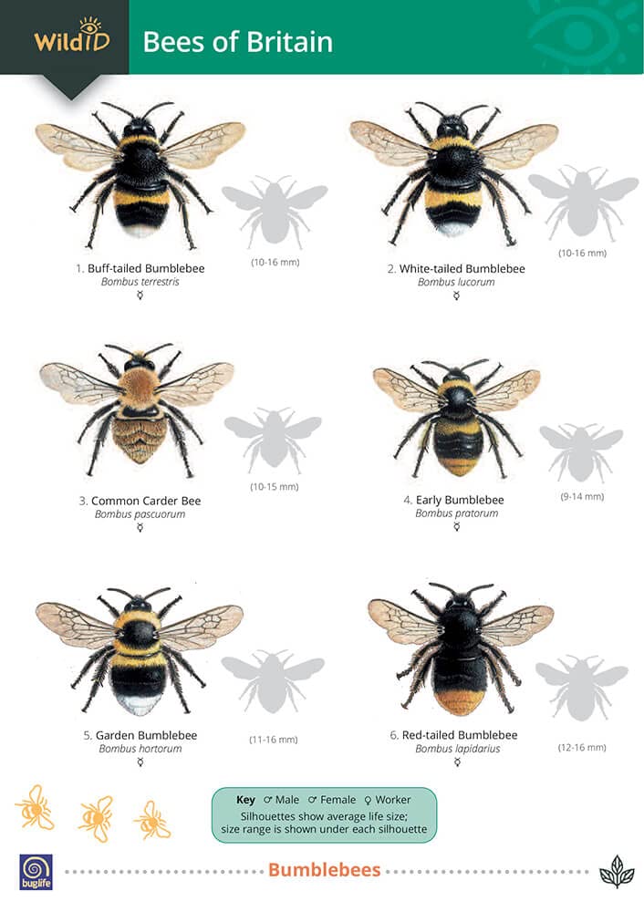 Field Studies Council Bees of Britain