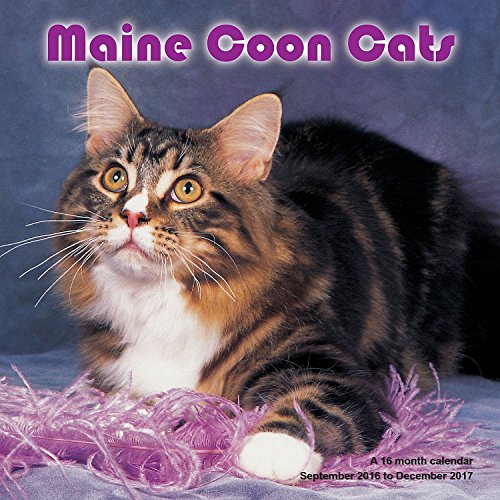 Maine Coon Cats Calendar - 2017 Wall Calendars - Calendar 2016 - Cat Calendar - Kitten Calendar - Monthly Wall Calendar by Magnum