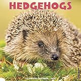 Hedgehogs 2020 Wall Calendar by 