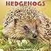 Hedgehogs 2020 Wall Calendar by 