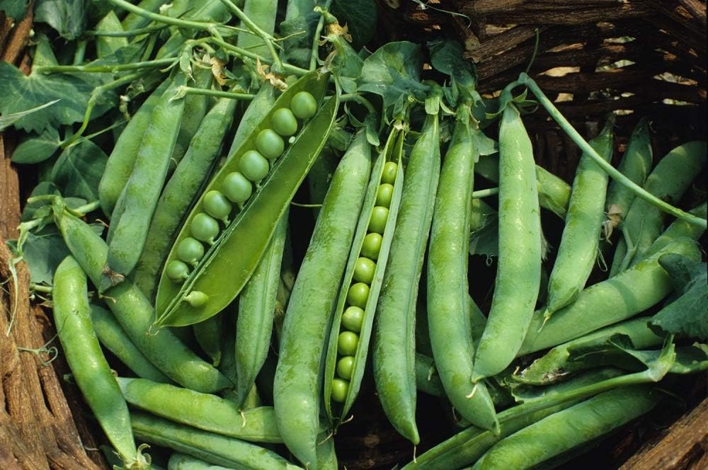 Green Arrow Pea Seeds - 50 Count Seed Pack - Non-GMO - A shelling Pea Variety That is Very Easy to Grow and thrives in Cold Weather. Excellent for Canning or Freezing. - Country Creek LLC