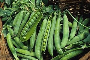 Green Arrow Pea Seeds - 50 Count Seed Pack - Non-GMO - A shelling Pea Variety That is Very Easy to Grow and thrives in Cold Weather. Excellent for Canning or Freezing. - Country Creek LLC