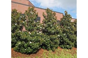 NEW LIFE NURSERY & GARDEN Brackens Brown Beauty Southern Magnolia - Live Plant - Quart Pot