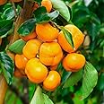 American Persimmon Tree Live Plant, 10 to 12 Inches, Diospyros Virginiana,Persimmons Fruit Trees Live Plants for Planting Outdoors