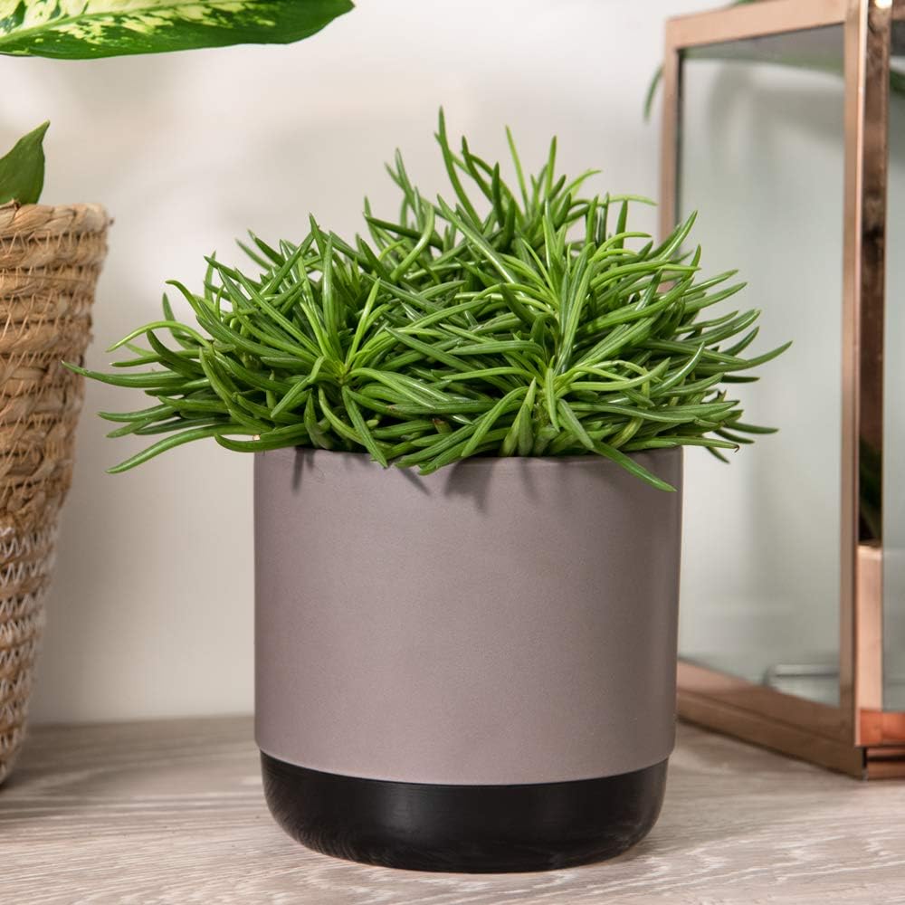 Senecio Archeri ‘Himalaya’ ‘Himalaya Highlands’ Tender Succulent Indoor House Plant, Needle-Like Leaves, Sturdy, Easy to Grow, 1x 10cm pots Senecio Archeri ‘Himalaya’ by Thompson and Morgan (1)