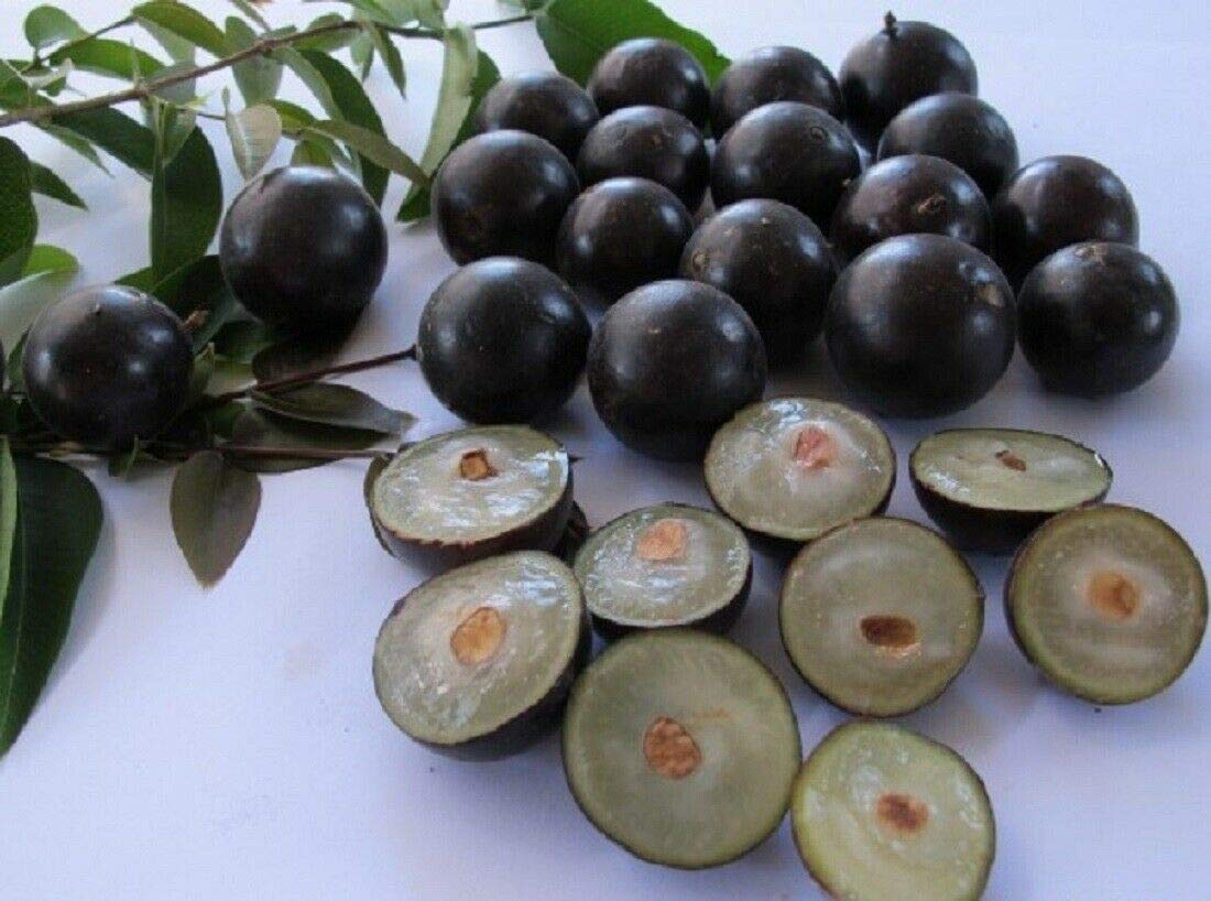 Catterpillar Farm Rare Jaboticaba Fruit Live Layering Plant Amazon In Garden Outdoors