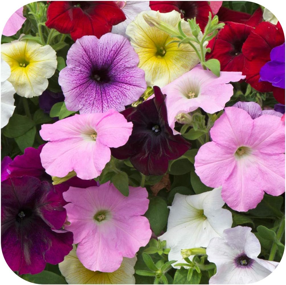Petunia EasyWave 'Mixed' Basket Plug Plants x 5 Trailing