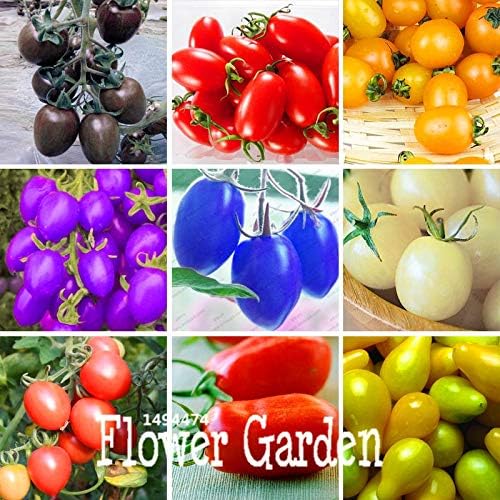 AGROBITS Promoción! 9 Tipos de Tomates Cherry Flores Frutas ...