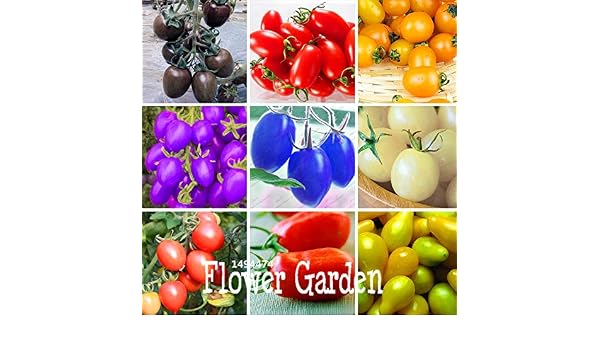 AGROBITS Promoción! 9 Tipos de Tomates Cherry Flores Frutas ...