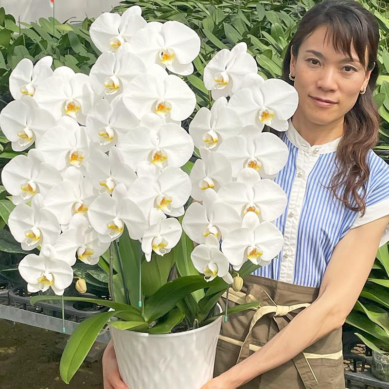 ふじみ野ラン園 大輪胡蝶蘭3本立ち バリュータイプ 生花 プレゼント 開店祝い 就任祝い 移転祝い 新築祝い お誕生日祝い お供えに (白27輪以上)商品画像