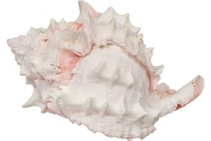 Zoo Med Hermit Crab Growth Shell, X-Large