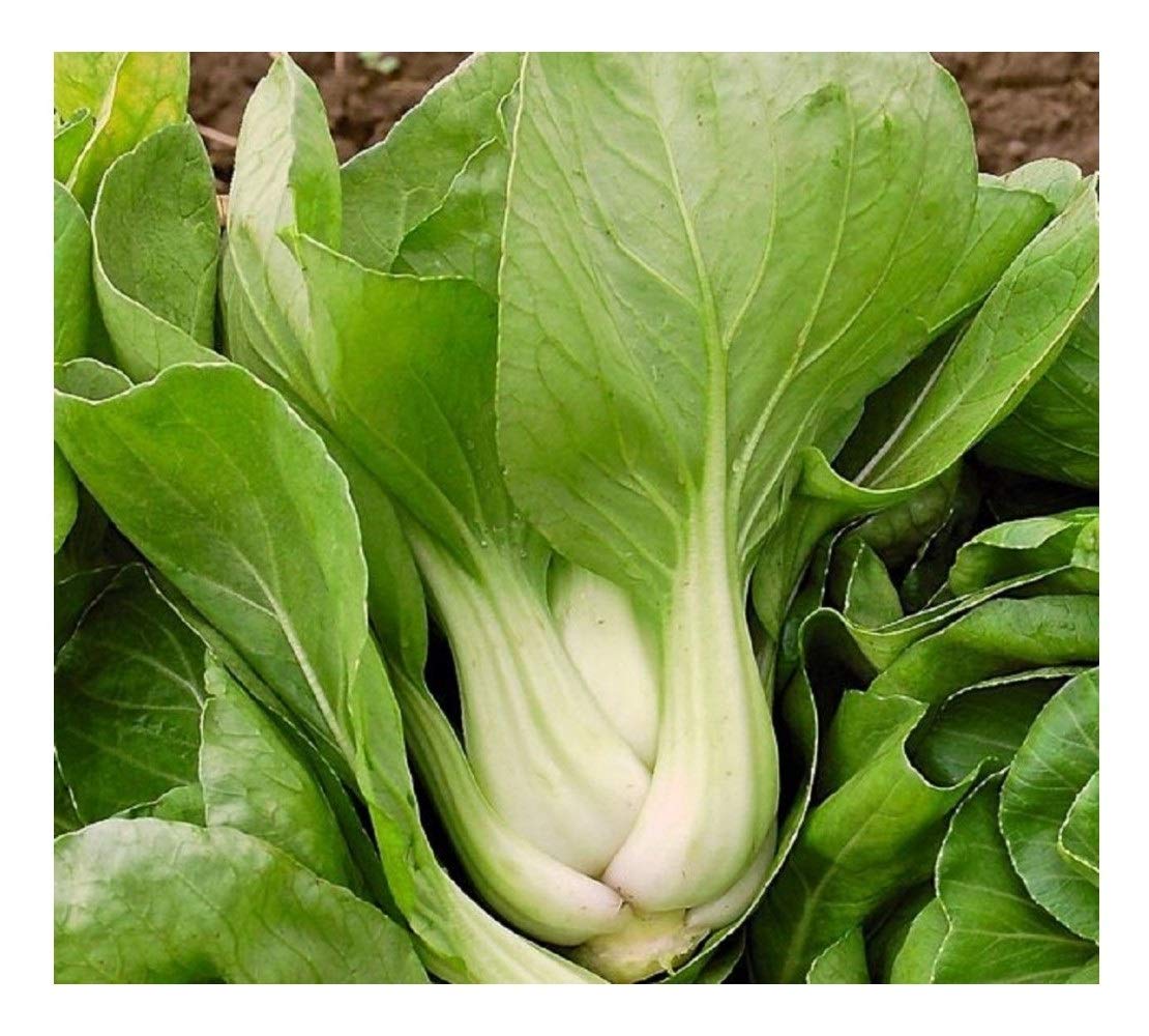 PREMIER SEEDS DIRECT Cabbage - Baby PAK Choi White - 500 Seeds - Organic