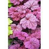 5 Smoothie Heuchera in 3.5 inch Pot Size Pot/Coral Bells. One Plant per Pot