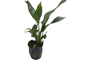 SHORE AQUATIC Aquarium Peace Lily (Spathiphyllum Wallisii) Live Aquatic Plant