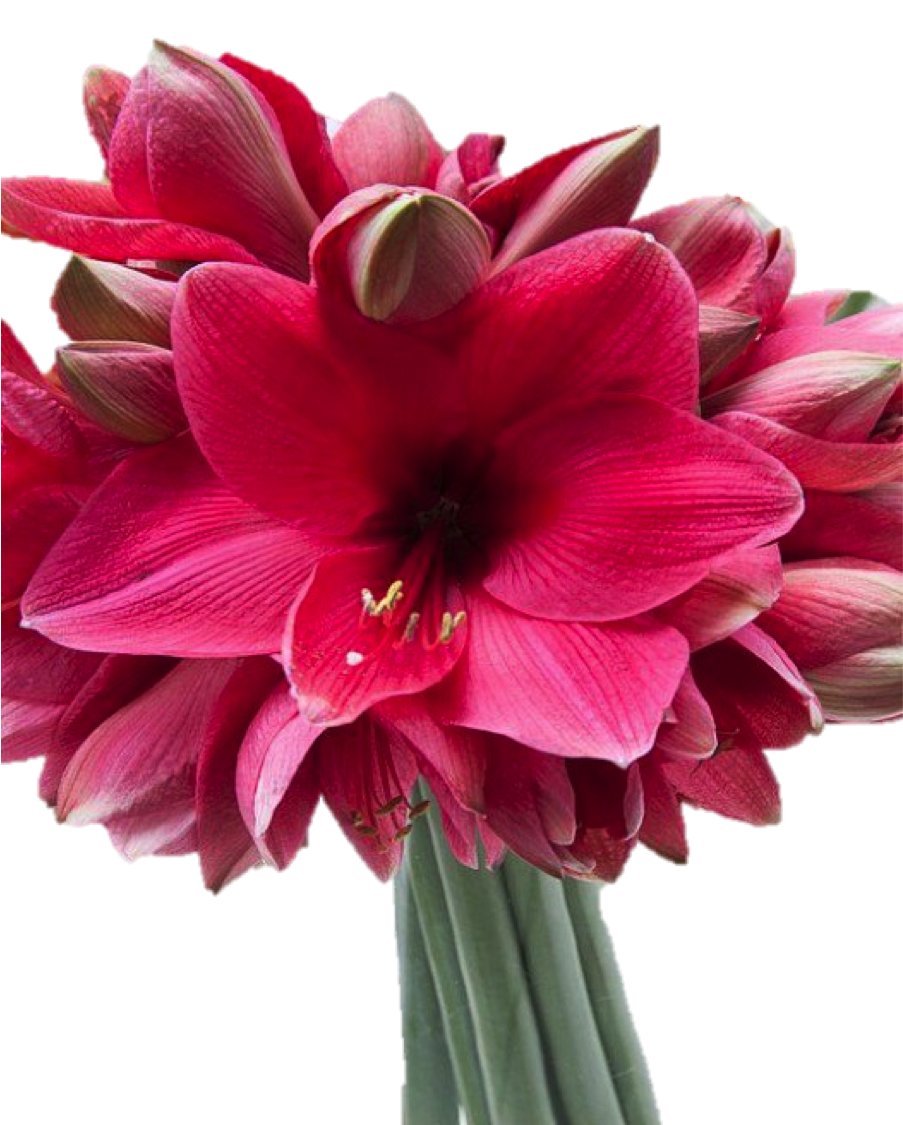 Amaryllis Adele Bulb Indoor Growing Kit. Gift Set Premium 3032