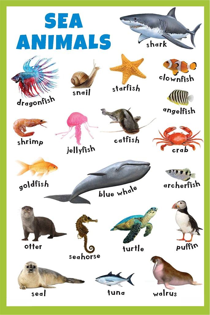 Sea Animals - Thick Laminated Primary Chart Wall Sticker for Living Room Kids Home : Amazon.in ...