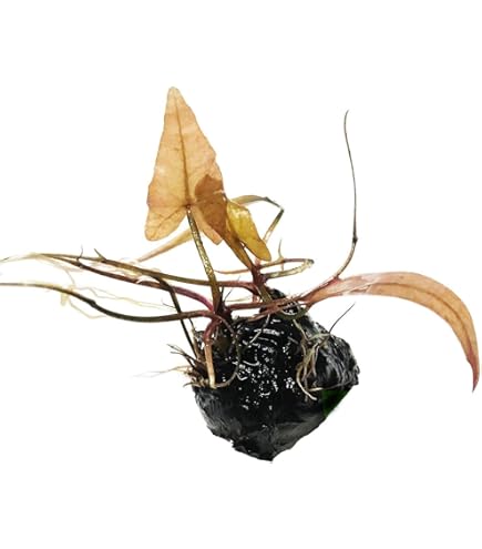 Tiger Lily Bulbs Live Dwarf Water Lily (Nymphaea Stellata Rubra