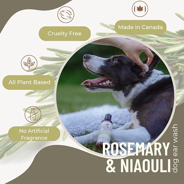 NATURAL DOG EAR CLEANER SOLUTION – DOG ITCHY EARS TREATMENT – ELIMINATES ODOR & WAXY BUILDUP – GENTLE DOG EAR WASH FORMULA – MADE IN CANDA BY BLACK SHEEP ORGANICS (4 FL OZ)
