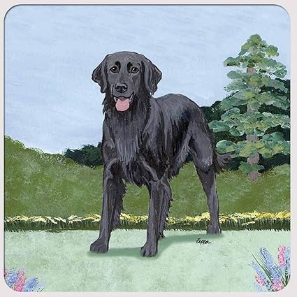 labrador flat coated retriever