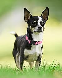 Joytale Reflective Dog Collar,Soft Neoprene Padded