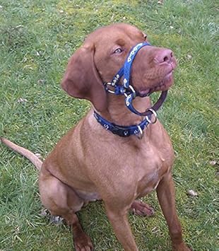 dogmatic headcollar near me