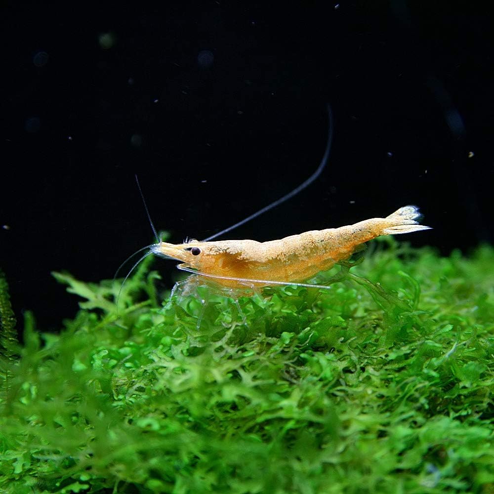 Amazon エビ オレンジチェリーシュリンプ 約1 5cm 12匹 生体 ネオス 観賞魚 水中生物 通販