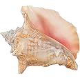 Nautical Crush Trading Conch Shell Decor - Seashell Decor - Imperfect 6-8" Large Sea Shell - Shells for Decoration - Large Seashells for Crafts - Magic Conch Shell Room Decor