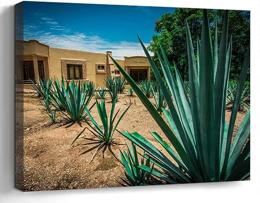 Amazon Com Wall Art Canvas Print Photo Artwork Home Decor 24x16 Inches Agave Tequila Mexico Guadalajara Alcohol Pla Posters Prints