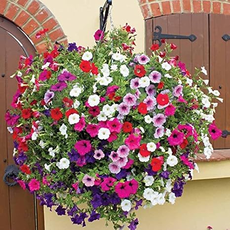 Download Creative Farmer Flower Seeds Petunia Hanging Mix Plant Seeds For HD Get Wallpaper Creative Farmer Flower Seeds Petunia Hanging Mix Plant Seeds For For Android