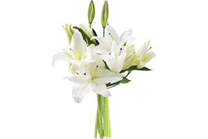 KaBloom PRIME NEXT DAY DELIVERY - Fall Collection - Pure Love Bouquet of Fresh White Lilies.Gift for Birthday, Sympathy, Anniversary, Get Well, Thank You, Valentine, Mother’s Day Fresh Flowers