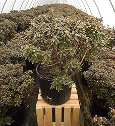 Rhododendron X 'Blue