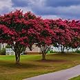 Tonto Fuchsia-Red Crape Myrtle Tree - Live Plant - (1 QT)