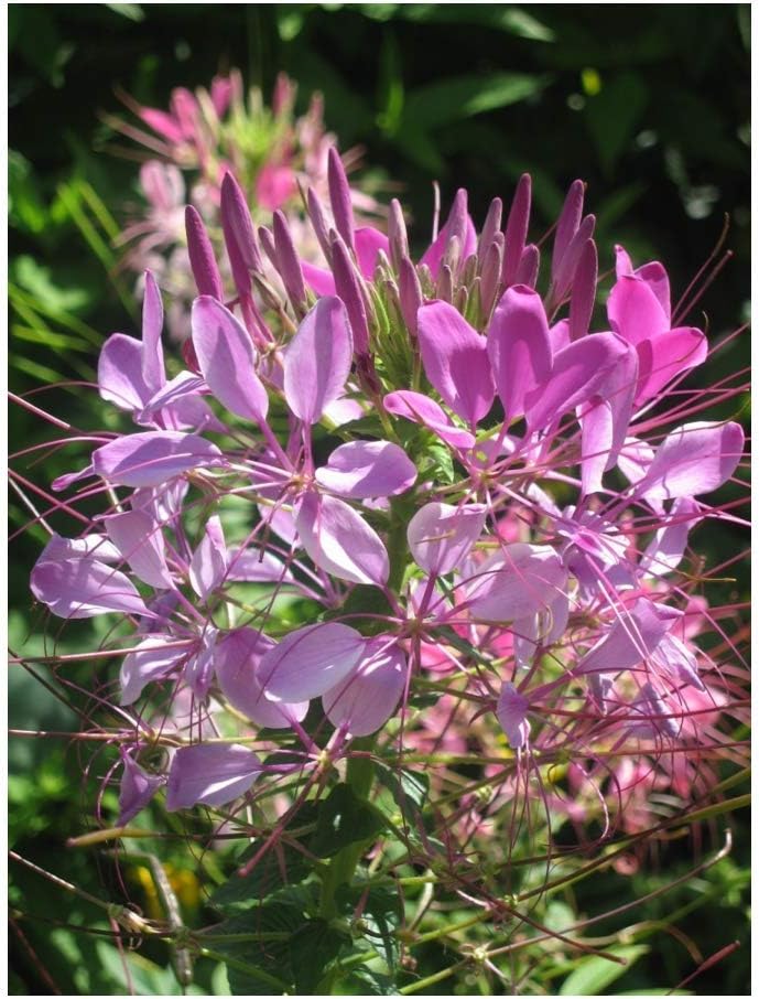 PREMIER SEEDS DIRECT - CLEOME - Spider Plant - 1.5GM ~ Approx 780 Finest Seeds, Pink, 1.5 Grams