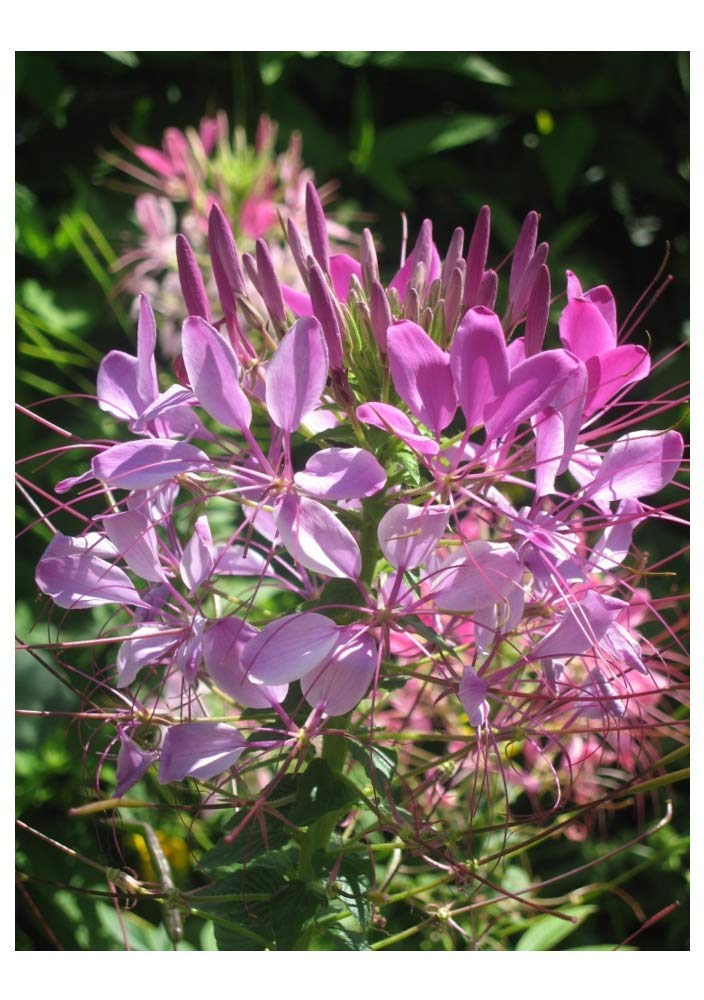 PREMIER SEEDS DIRECT - CLEOME - Spider Plant - 1.5GM ~ Approx 780 Finest Seeds