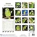 Amazon Parrot Calendar - Parrot Calendar - Bird Calendars - Calendars 2016 - 2017 Wall Calendars - Monthly Wall Calendar by Avonside