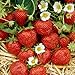 10 Everbearing Ozark Beauty Strawberry Plants (Pack of 10 bare root for $9.95) TOP PRODUCER - UNMATCHED FOR TASTE! Organic grown in USA. Best in Zones: 4-9.