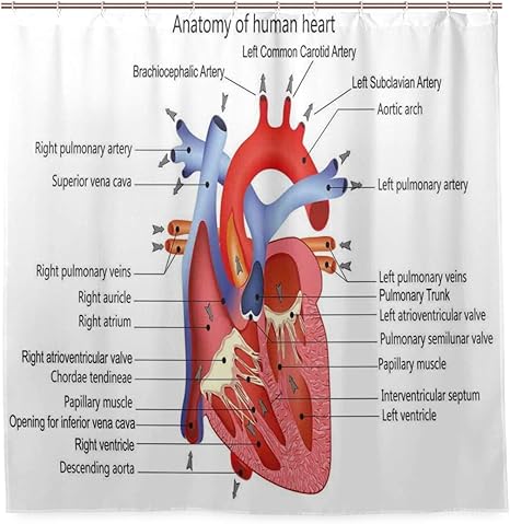 Amazon Ninehasa シャワーカーテン 防水 ポリエステル 風呂カーテン 浴室 おしゃれ かわいい 心臓の医学的構造人体解剖学臓器静脈心臓病学 取付簡単 浴室 間仕切り カーテンリング付属 シャワーカーテン ホーム キッチン オンライン通販