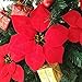 Supla 30 Pcs Velvet Poinsettia Flower Heads 8.3
