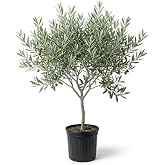 Live Olive Tree, Olive Tree Live in Pot, 2-3 Feet Tall Plant | Well-Rooted Tropical Fruit Plant, Outdoor Indoor Garden