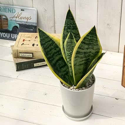 Amazon Co Jp 観葉植物 サンスベリア スパーバ 4号鉢 受け皿付き 育て方説明書付き Sansevieria Trifasciata Cv 多肉植物 サンセベリア ローレンチ ホーム キッチン