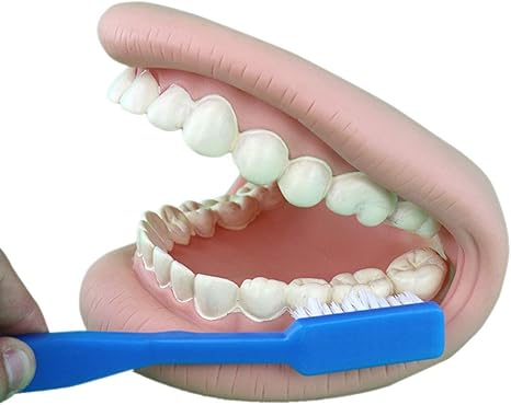 Amazon Co Jp 歯科成人の歯のモデル経口モデル幼稚園児のための歯の教育のデモンストレーションモデル早期教育研究ヘルスケア用品 ホーム キッチン