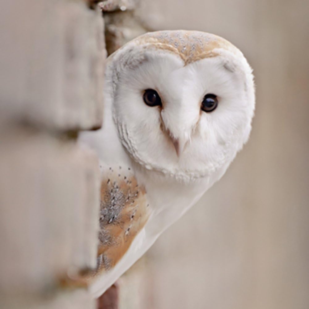 Barn Owl notecard set of 5, The Wildife Trusts