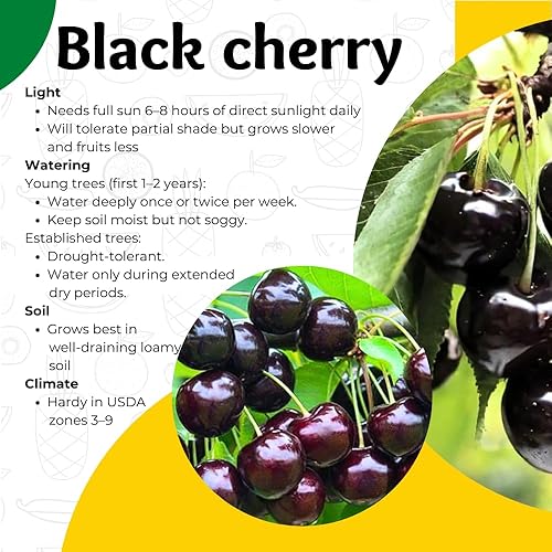 2 Black Cherry Trees Live Plants, Sweet Cherry Plants Live Fruit
