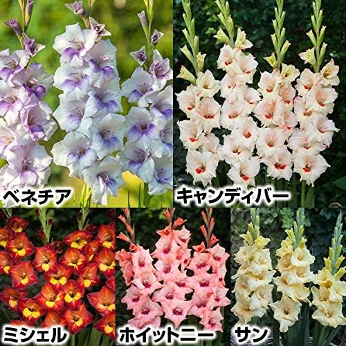 国華園 割引 春植え球根 グラジオラス バンビーノセット 21年春商品 各7球 5種35球