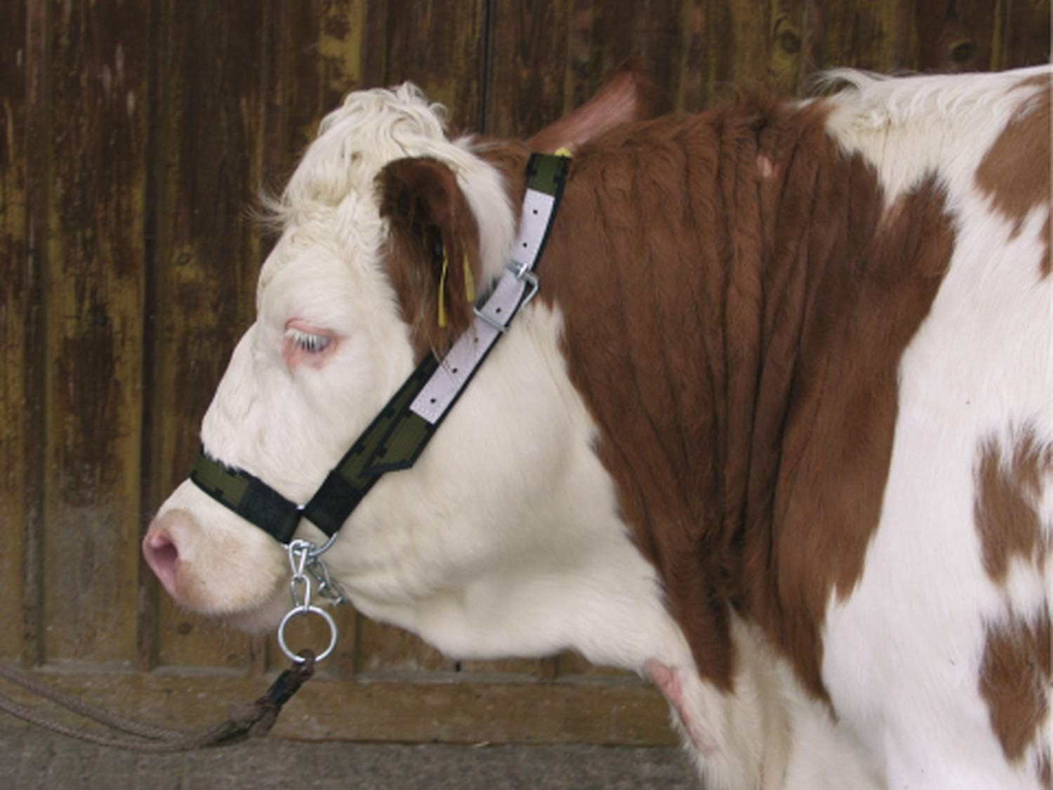 Cow halter with chin chain Pet Supplies