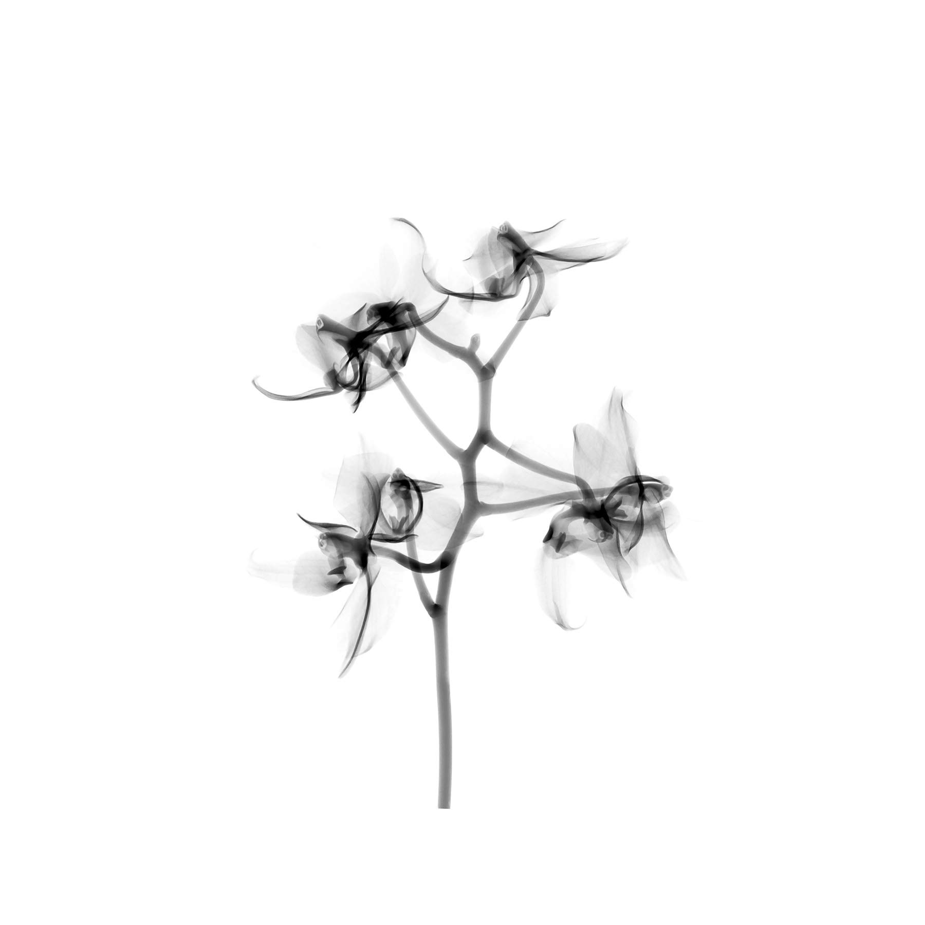 Artery8 Schwartz NJIT Orchid Flower Transparent Greyscale X-Ray Photo Premium Wall Art Canvas Print 18X24 Inch