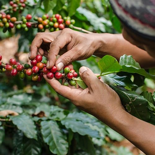 Java Planet, Café En Grano, Espresso, Café Colombiano, USDA