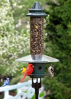 Amazon Com Brome 1057 Squirrel Buster Standard Wild Bird Feeder